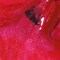 OPI Is-Stawberry Waves Isln84 Sum21, 15ml