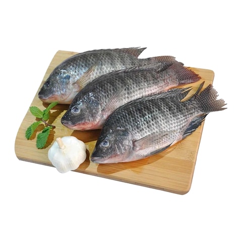 Tilapia Fish - Medium