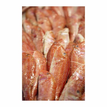 سمك بربوني مجمد