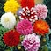 Pack of 3 Compound Dahlia Seeds