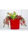 Vsell24&nbsp;Red Ceramic Red Flower Pot With Drainage Hole-Small