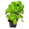 Basil Pot
