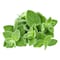 Oregano