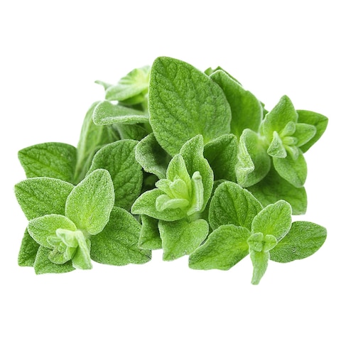 Oregano