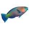 Fresh Parrot Fish Whole
