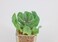 Artificial succulent bonsai-Model 12