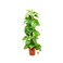 Money plant/Epipremnum Aureum Moss Stick  60-70  CM   Fresh Plants