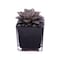 Enable Echeveria in Black Square Glass Pot 10X17cm