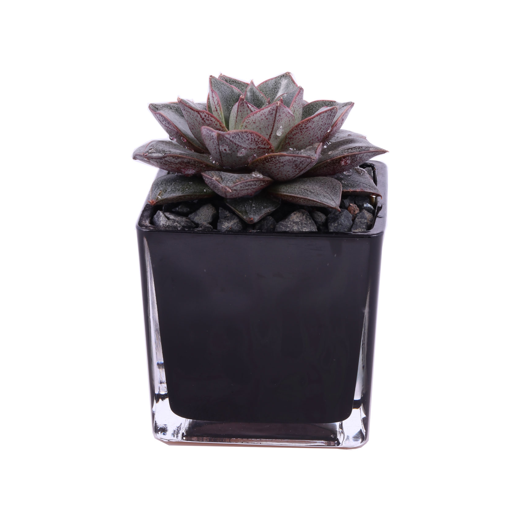 Enable Echeveria in Black Square Glass Pot 10X17cm