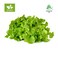خس أوكليف عضوي 200 جرام