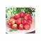 NECTARINE BIG BOX