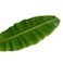 Banana Leaves