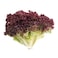 Lettuce Lollo Ross