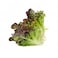 Local Red Oakleaf Lettuce 120g