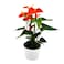 Anthurium Plant 12Cm