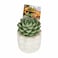 Enable Echeveria in Round Embossed Cement Pot 12X17cm