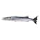 Fresh Barracuda Whole