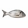 Big Silver Bream (1-2Pc/K)