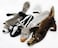 Plush Pet Squeakz The Racoonz Family Dog Toy - Multicolor - 4pc