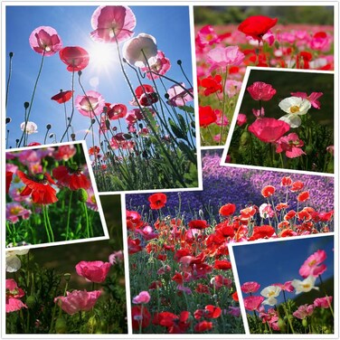 Pack of 3 Yu Mei Mei Seeds