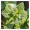 Pot Herb Mint