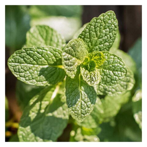 Pot Herb Mint