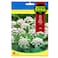 Fito Seed Anise Herb (1 G)