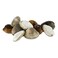 Clams