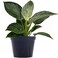 Brook Floras   Philodendron Birkin - Fresh Live Indoor Plants