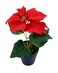 Christmas Poinsettia 10x25cm