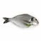 Big Sea Bream Fish