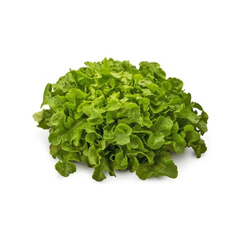 Buy Armela Green Salanova Oakleaf 300g in UAE