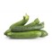 Courgette Green Holland