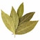 Bay laurel