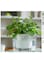 vsell24&nbsp;Hydroponic Indoor Plant with Clear Plastic Container - Elegant Design, Easy Maintenance-Large