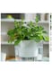 vsell24&nbsp;Hydroponic Indoor Plant with Clear Plastic Container - Elegant Design, Easy Maintenance-Large