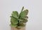 Artificial succulent bonsai-Model 09