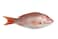 Snapper Fish