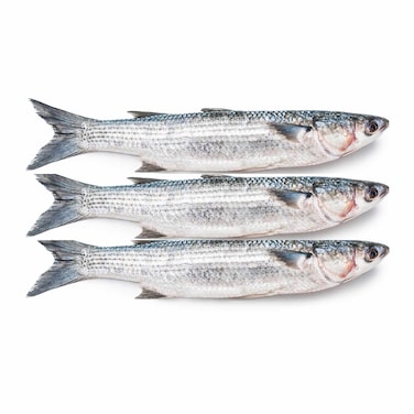 Mullet Fish - Medium