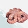 Frozen Octopus