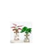 Hydroponic Indoor Plant with Plastic Container For Home &amp; Office Decoration