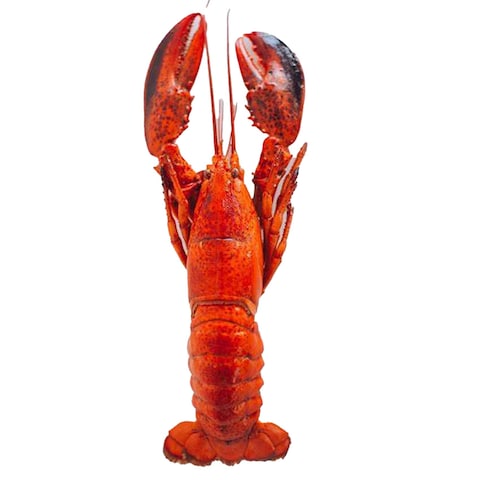 Frozen Lobster