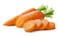 Carrot