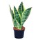 Sanseveria 9Cm