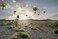 Yellow Korner - Des Racines Et Des Ailes-Alastair Magnaldo