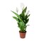 Peace Lily/Spathiphyllum 40 CM Fresh Indoor Plants