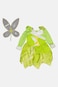 Rubies Toddlers Girl Tinker Bell Child Costumes 3-4 Years, Green Combo