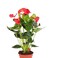 Anthurium Red