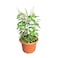 Fresh Holy Basil/Tulsi 40-50 CM - Fresh Plants