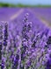 3Pack English Lavender Seeds for Planting Indoors or Outdoors NON GMO Home Garden Seeds With 98% Cleaness, 95% Purity, 85% Germination Rate 10g